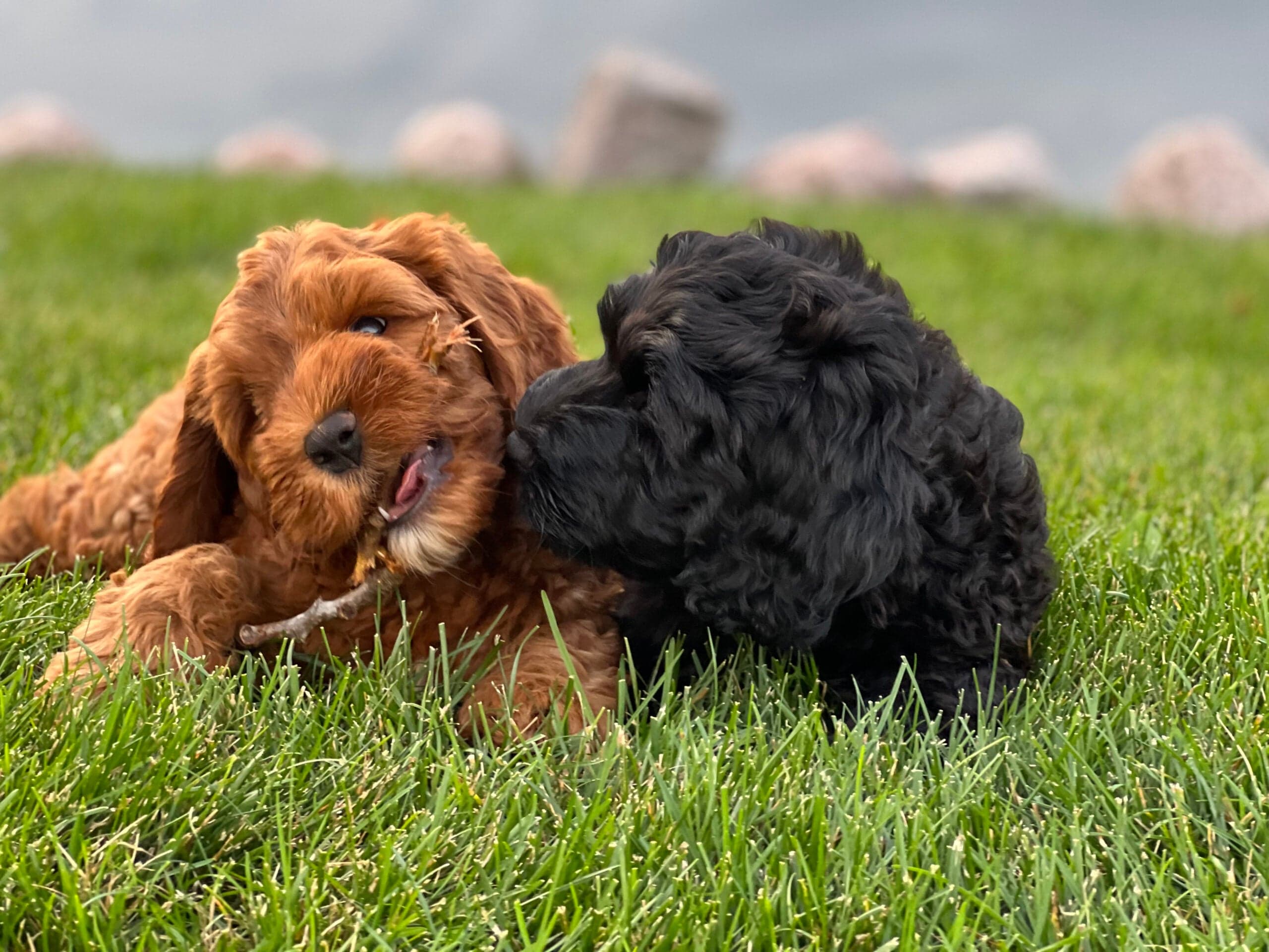 Best Life Labradoodles