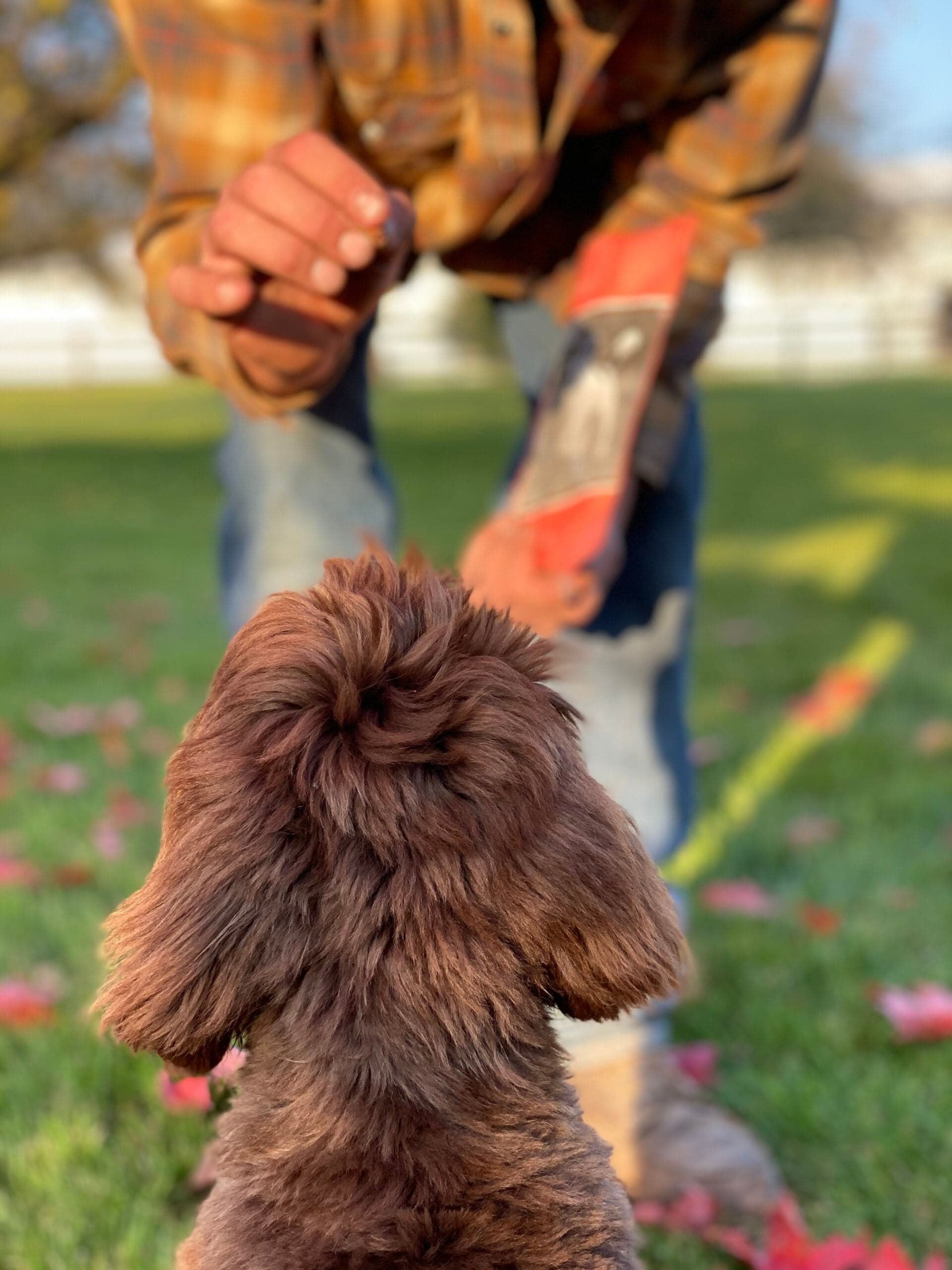 Premium Custom Training for Best Life Bred Dogs