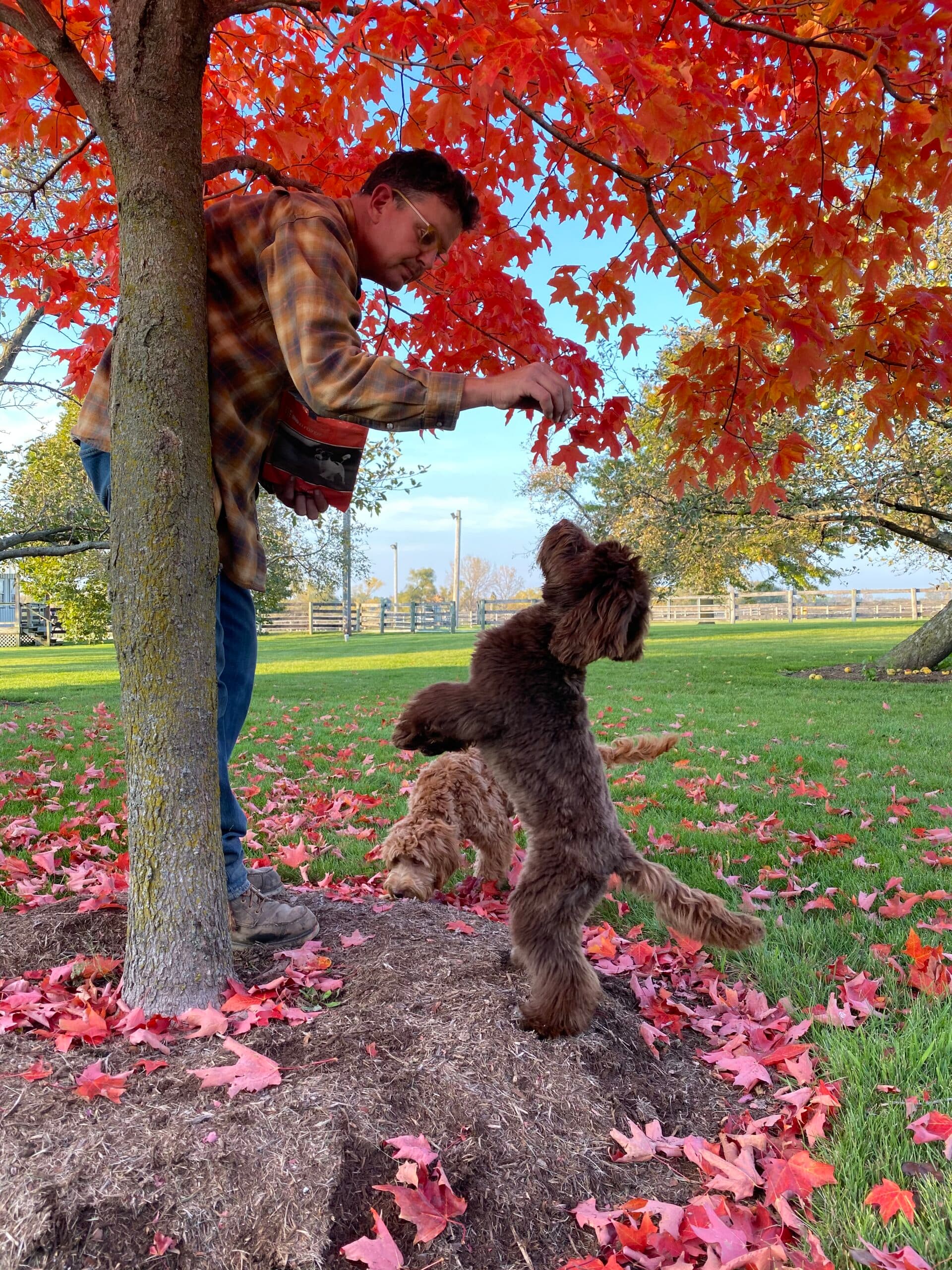 A Best Life Labradoodle