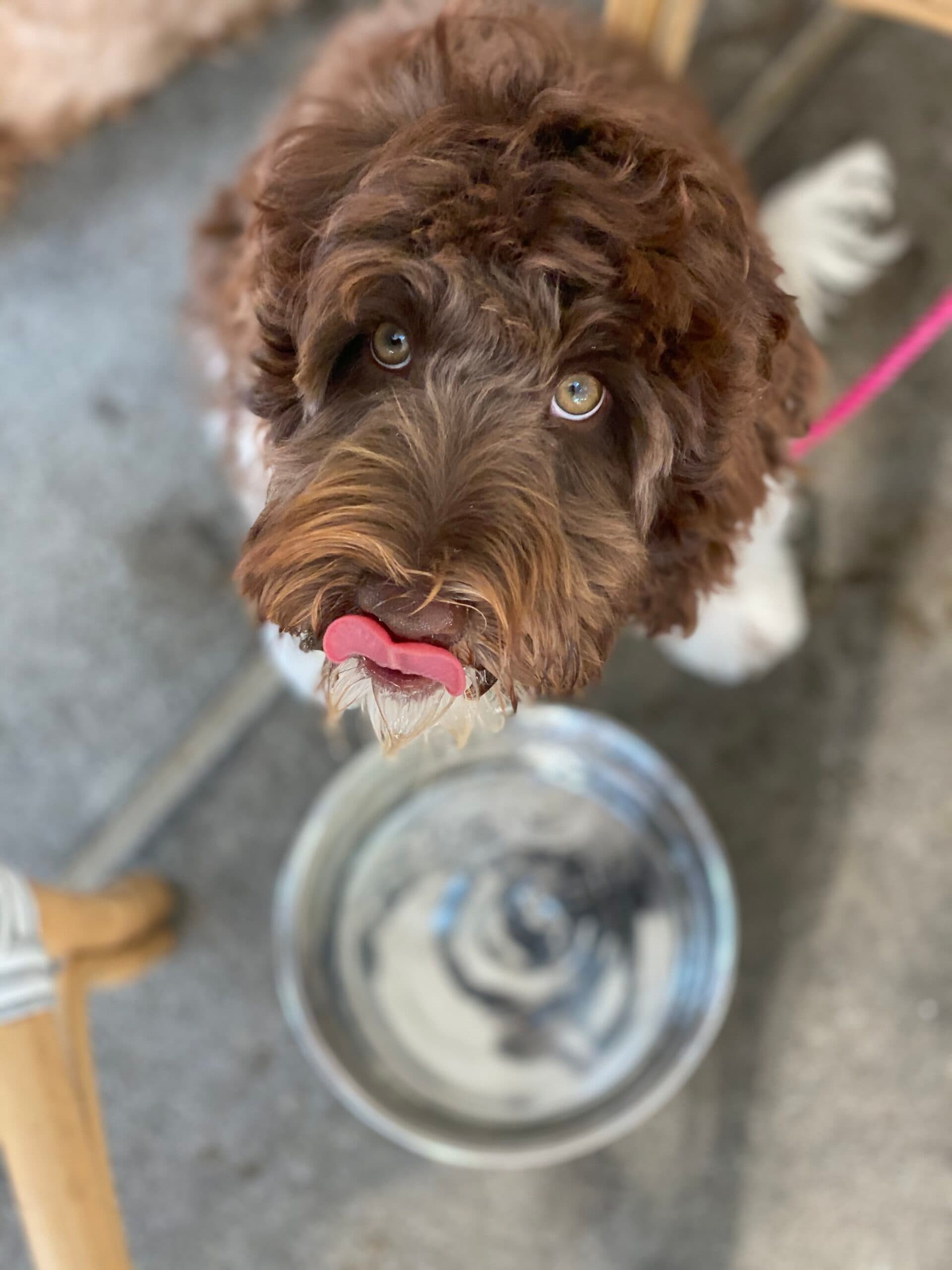 A Best Life Australian Labradoodle