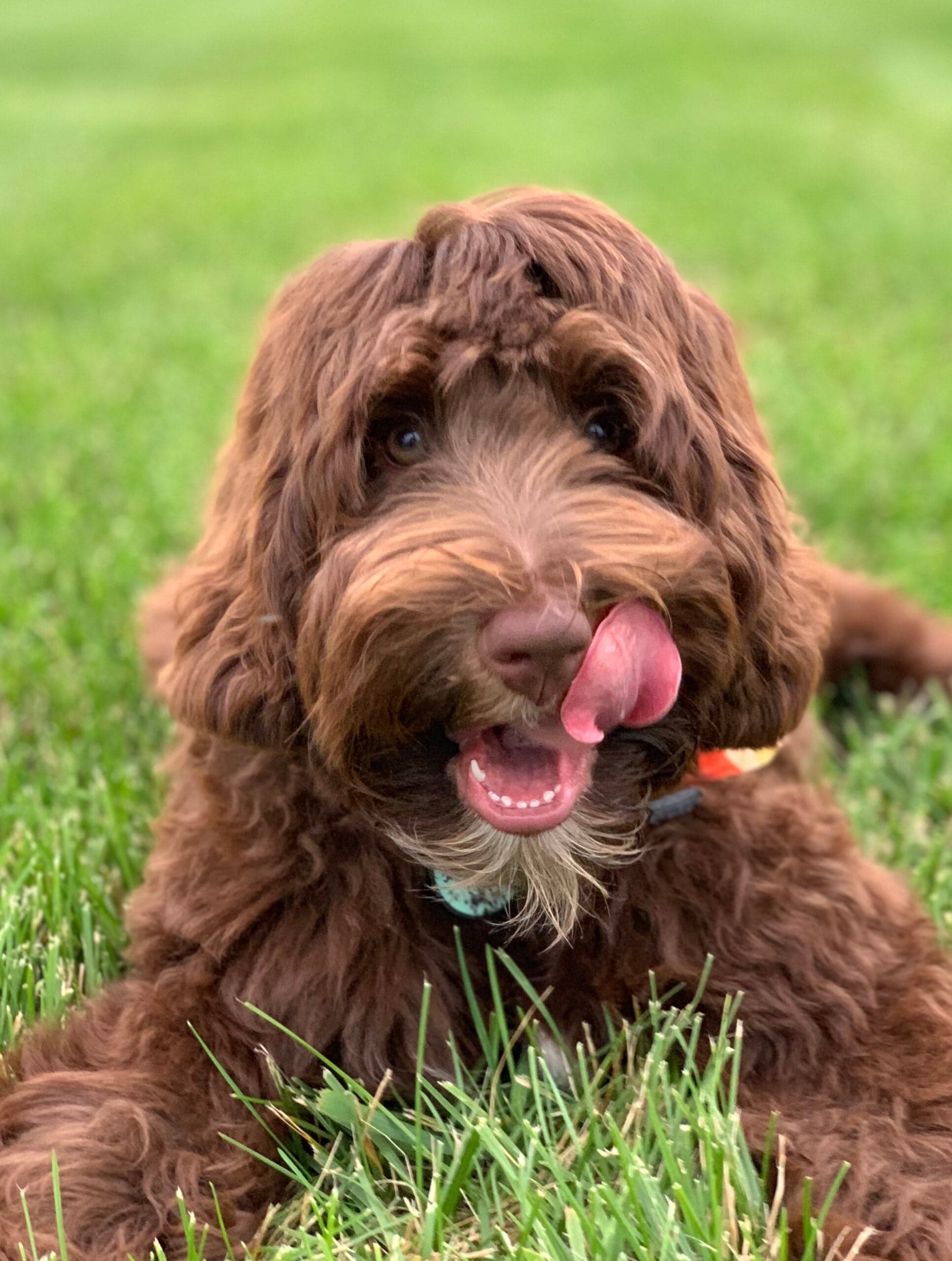 The Best In Dog Nutrition