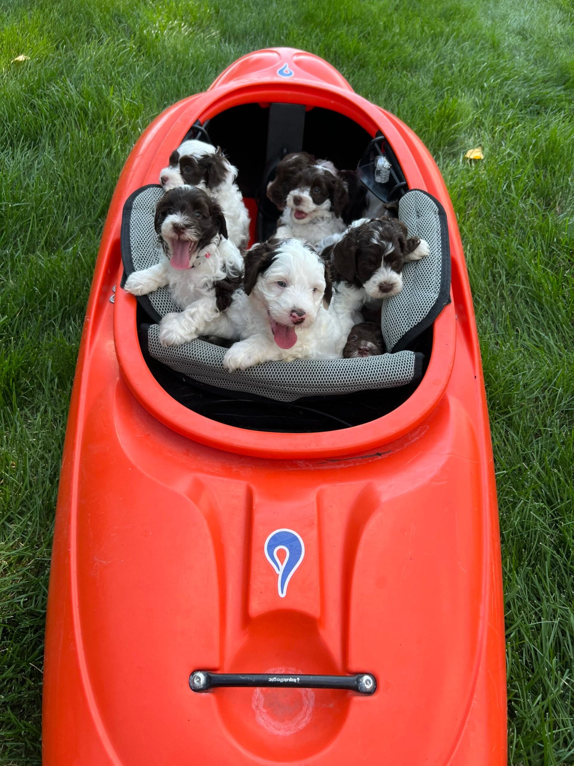 Labradoodles