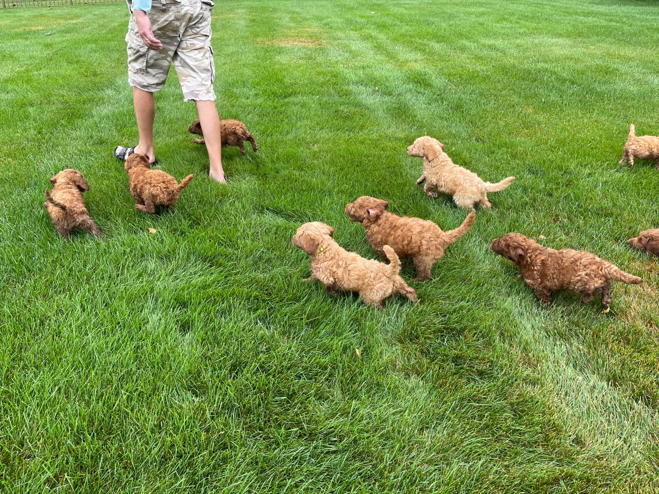 Best Life Labradoodles