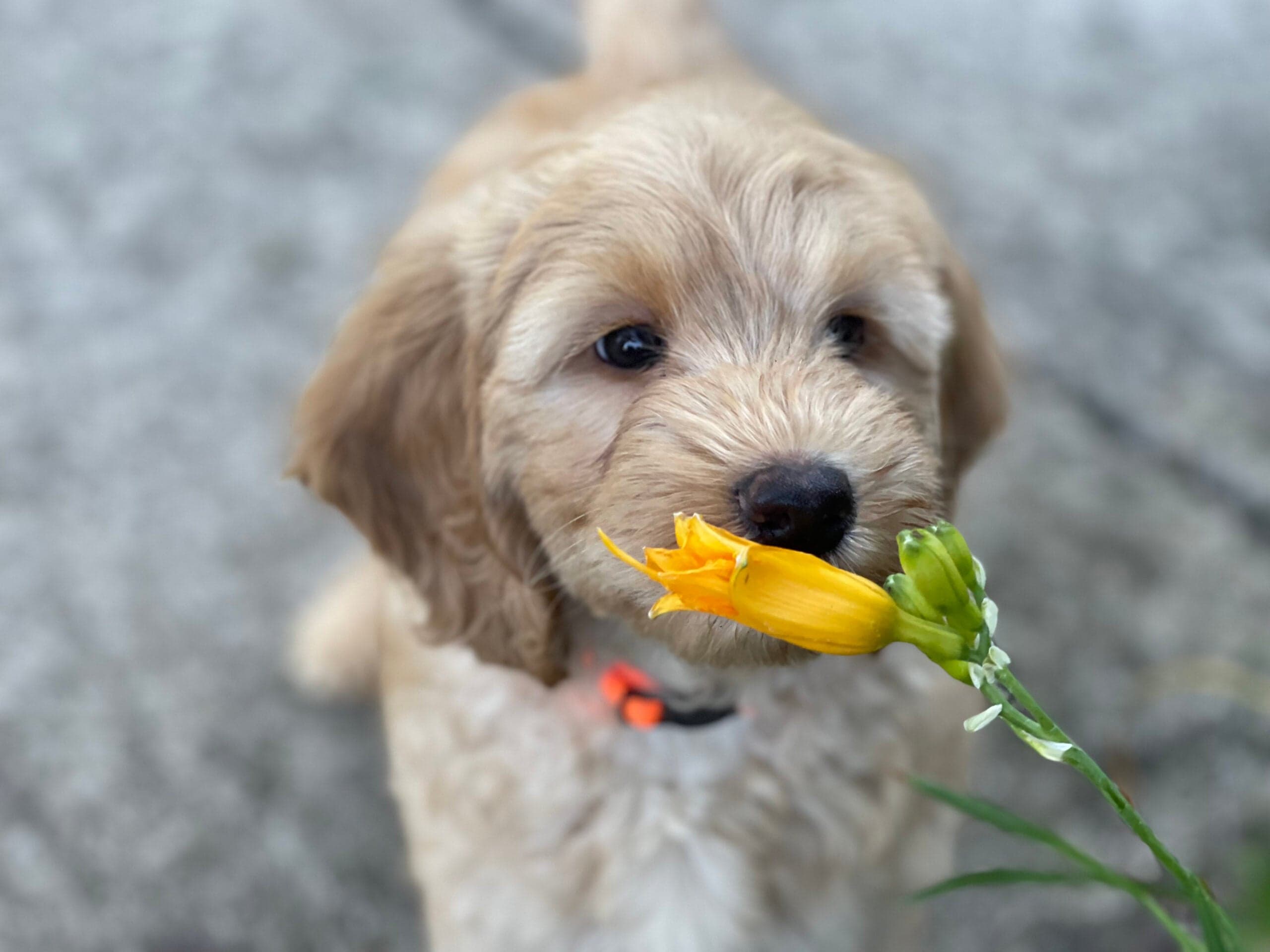 Best Life Labradoodles