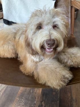 Sable Australian Labradoodles