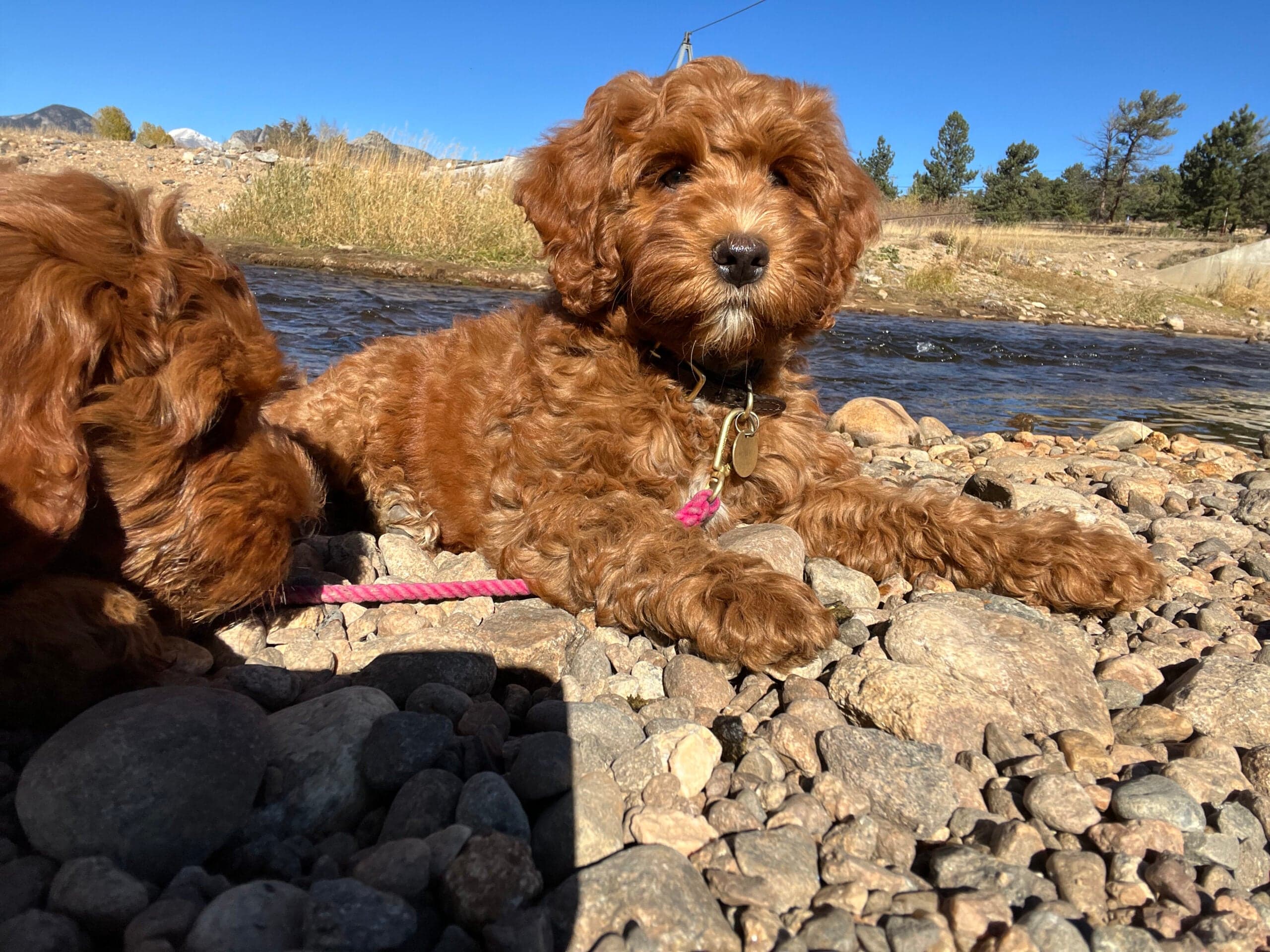 Best Life Labradoodles