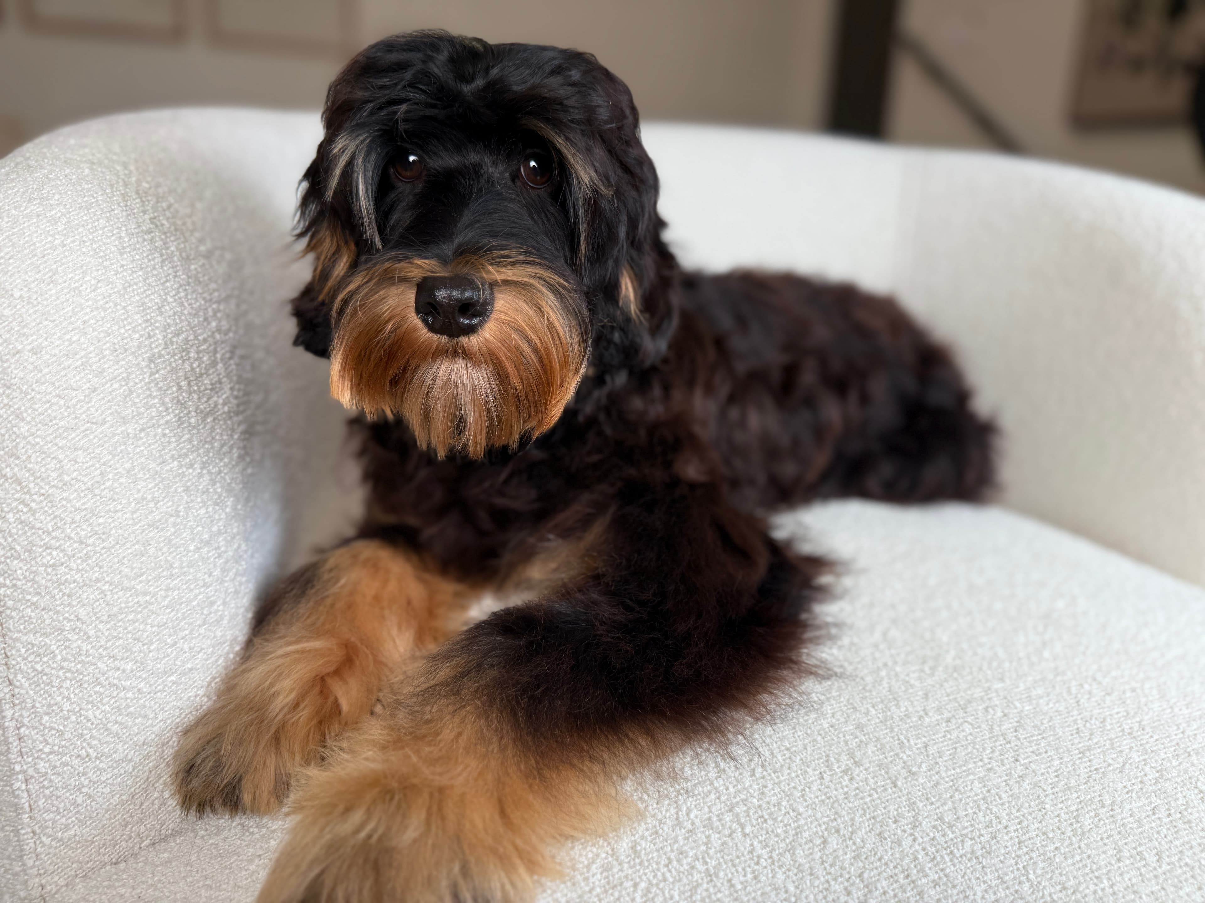 A phantom Australian Labradoodle at rest on a cream boucle chair, editorial light