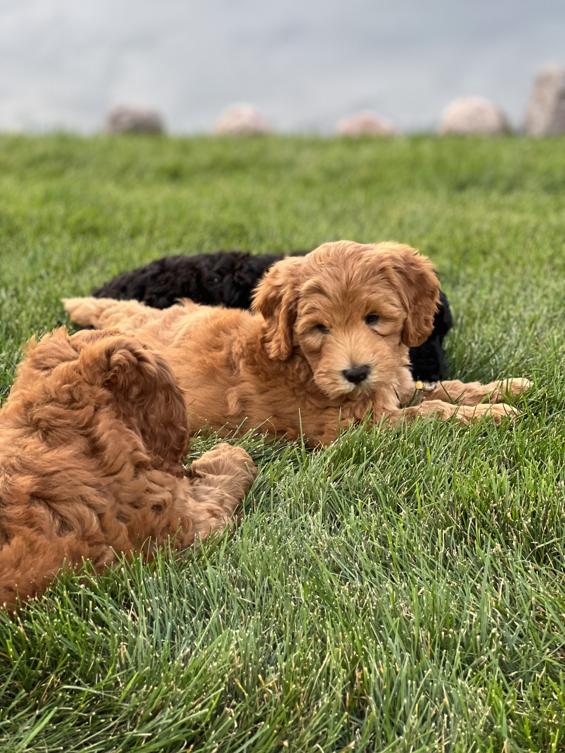 Murphy: (Poppy x Jet)