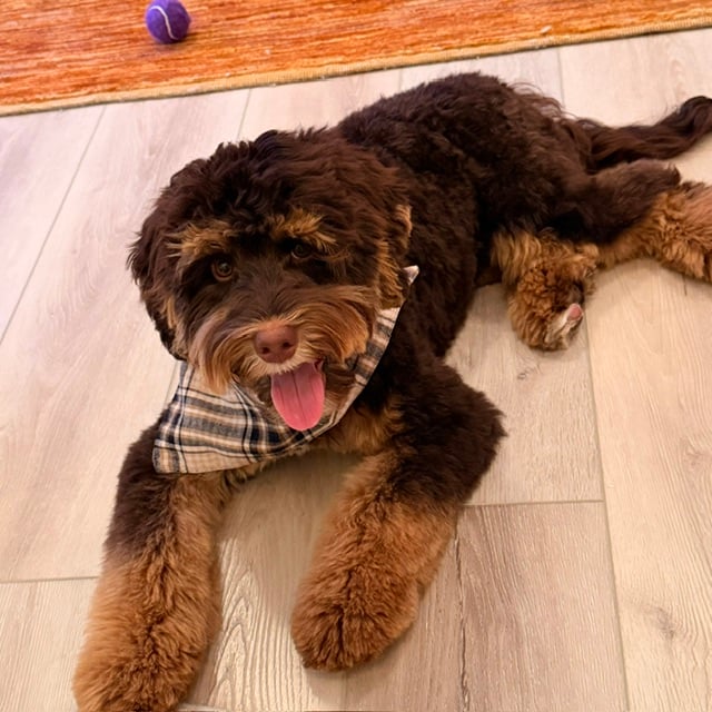 Chocolate Phantom Labradoodle
