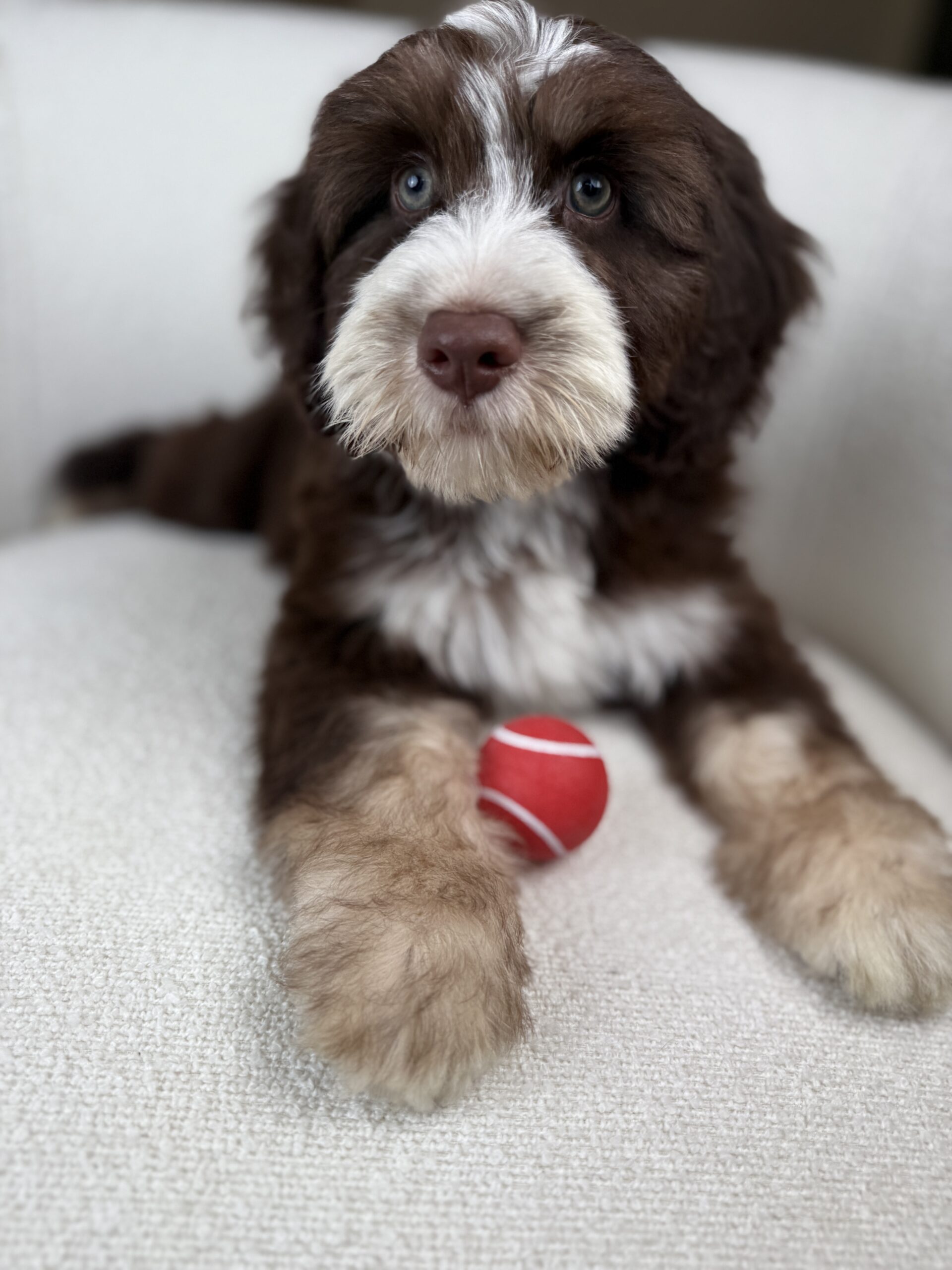 SOLD: Howie is SOLD and Living His Best Life in Huntsville, AL