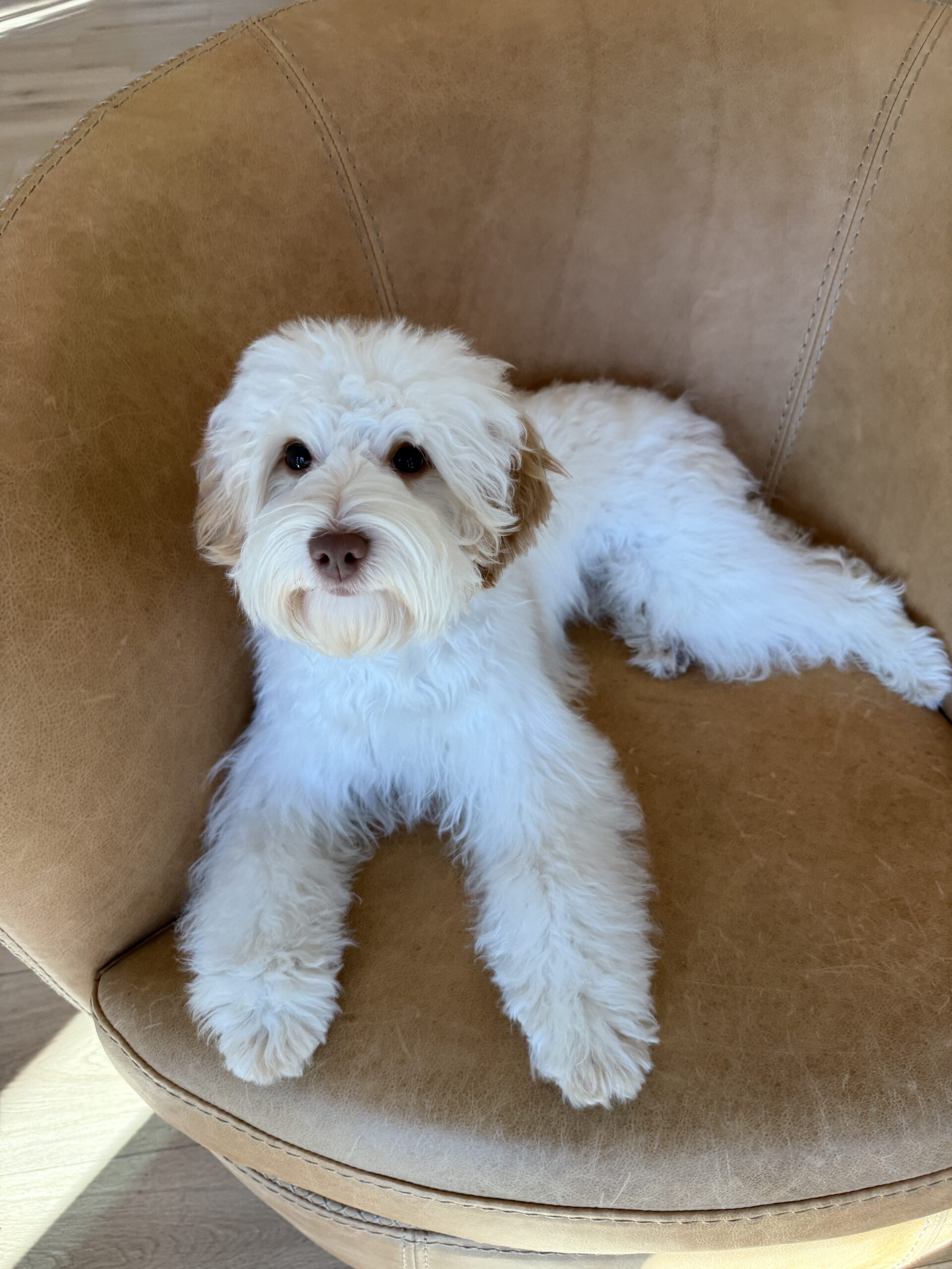 Black Phantom Tricolor Australian Labradoodle for sale