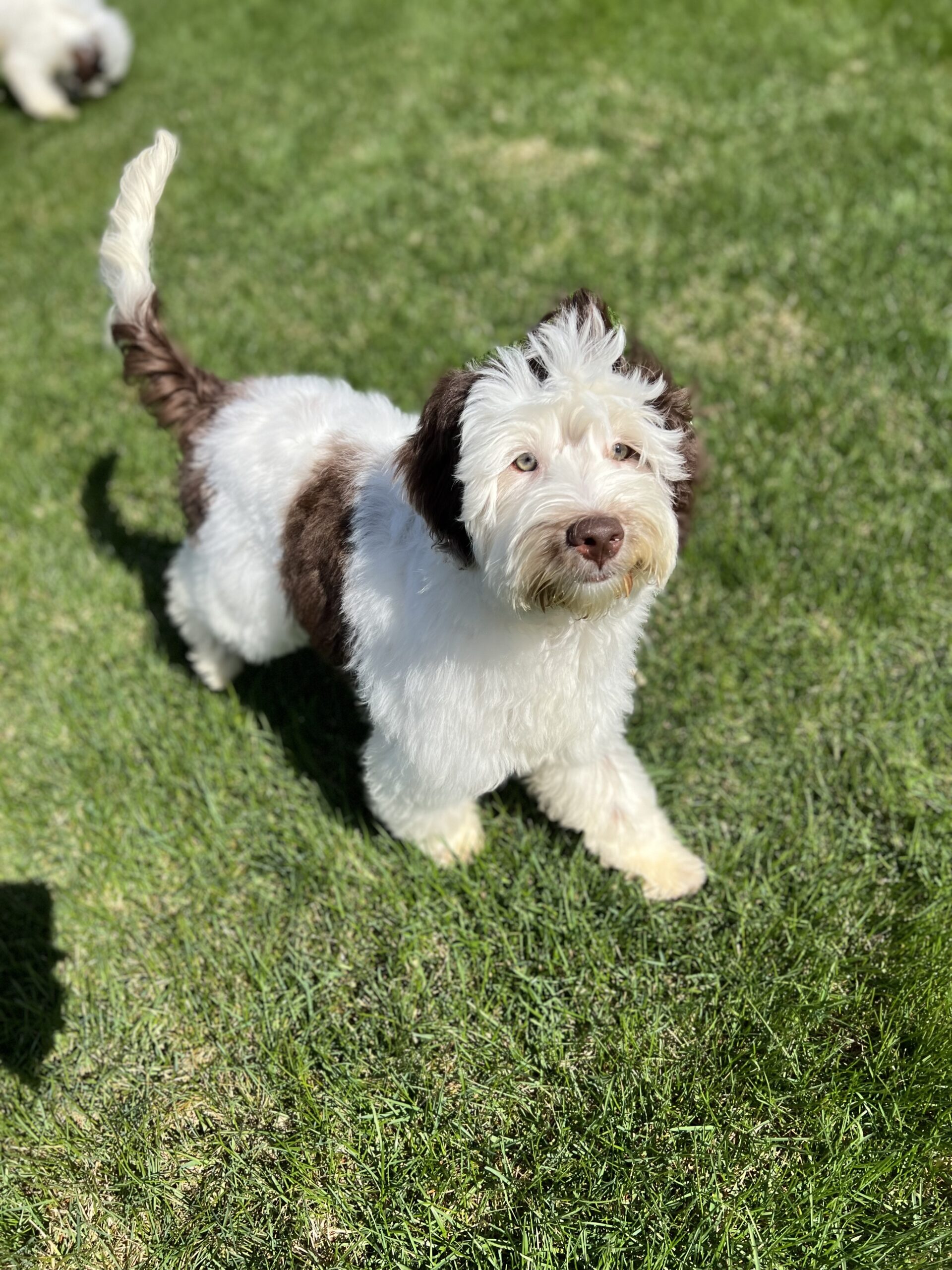 SOLD: Louie is Living his Best Life in Chicago, IL