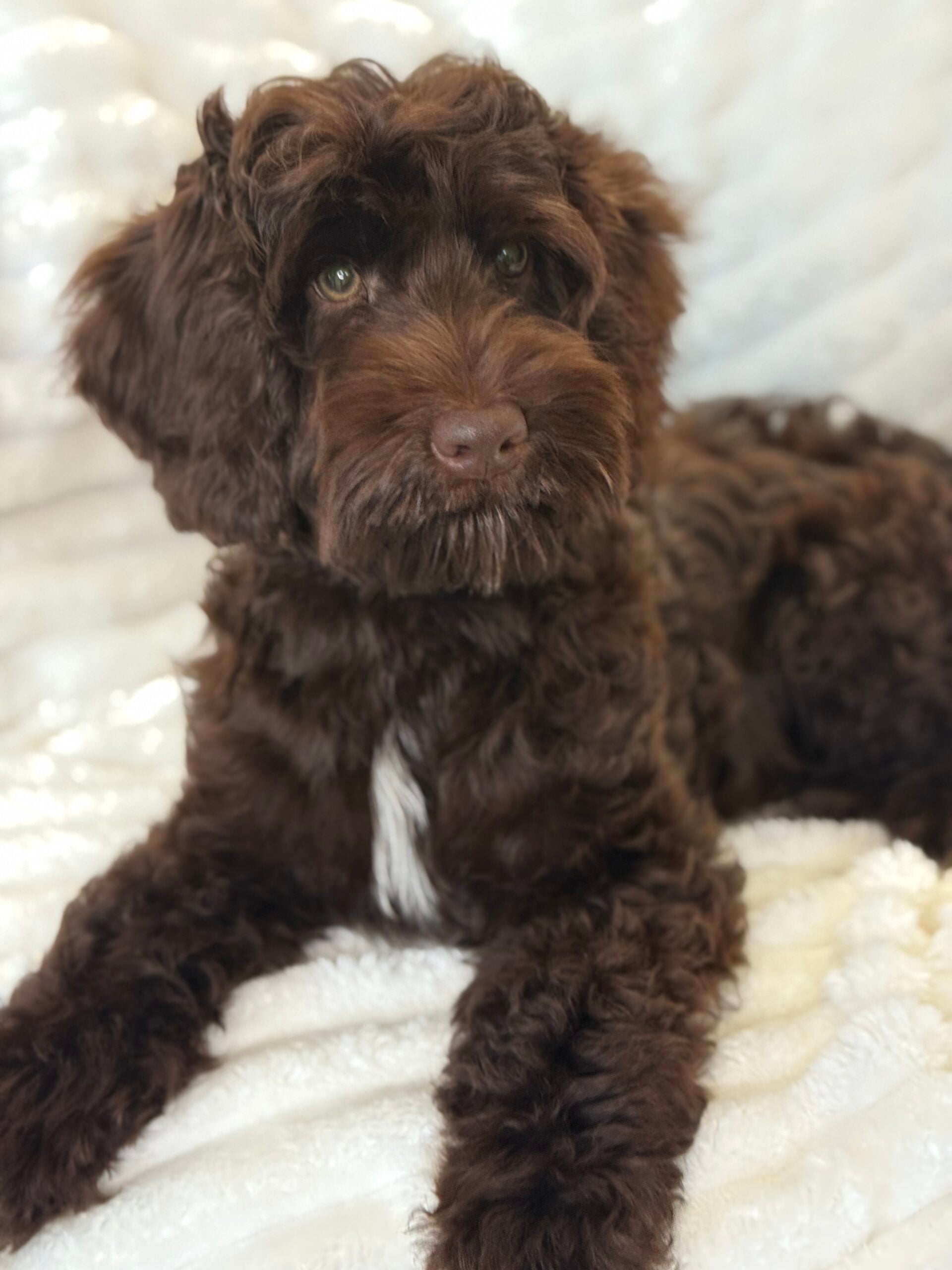 SOLD: Winston is living his Best Life in Waxhaw, NC