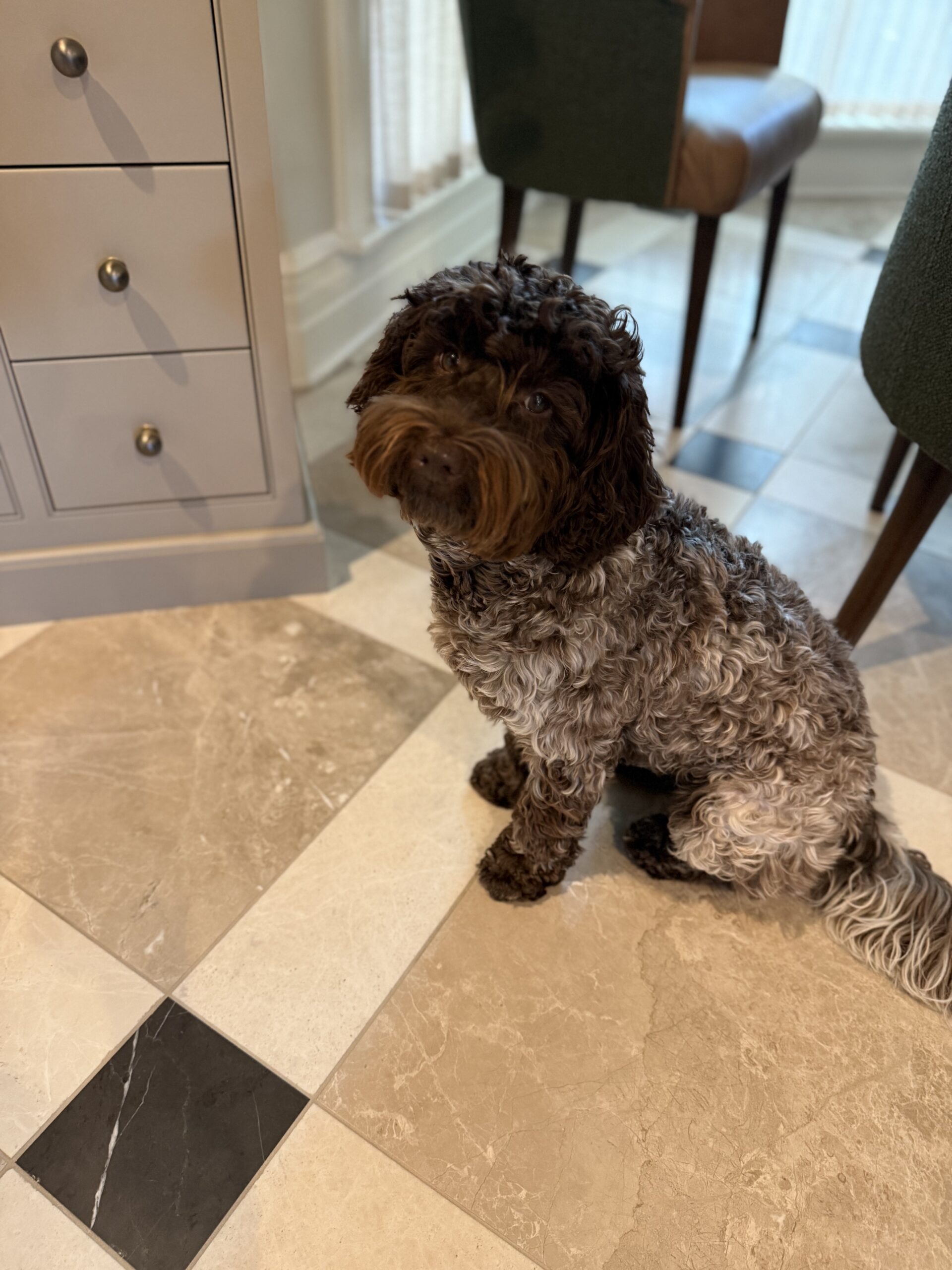 Sadie: (Birkin x Mojo)