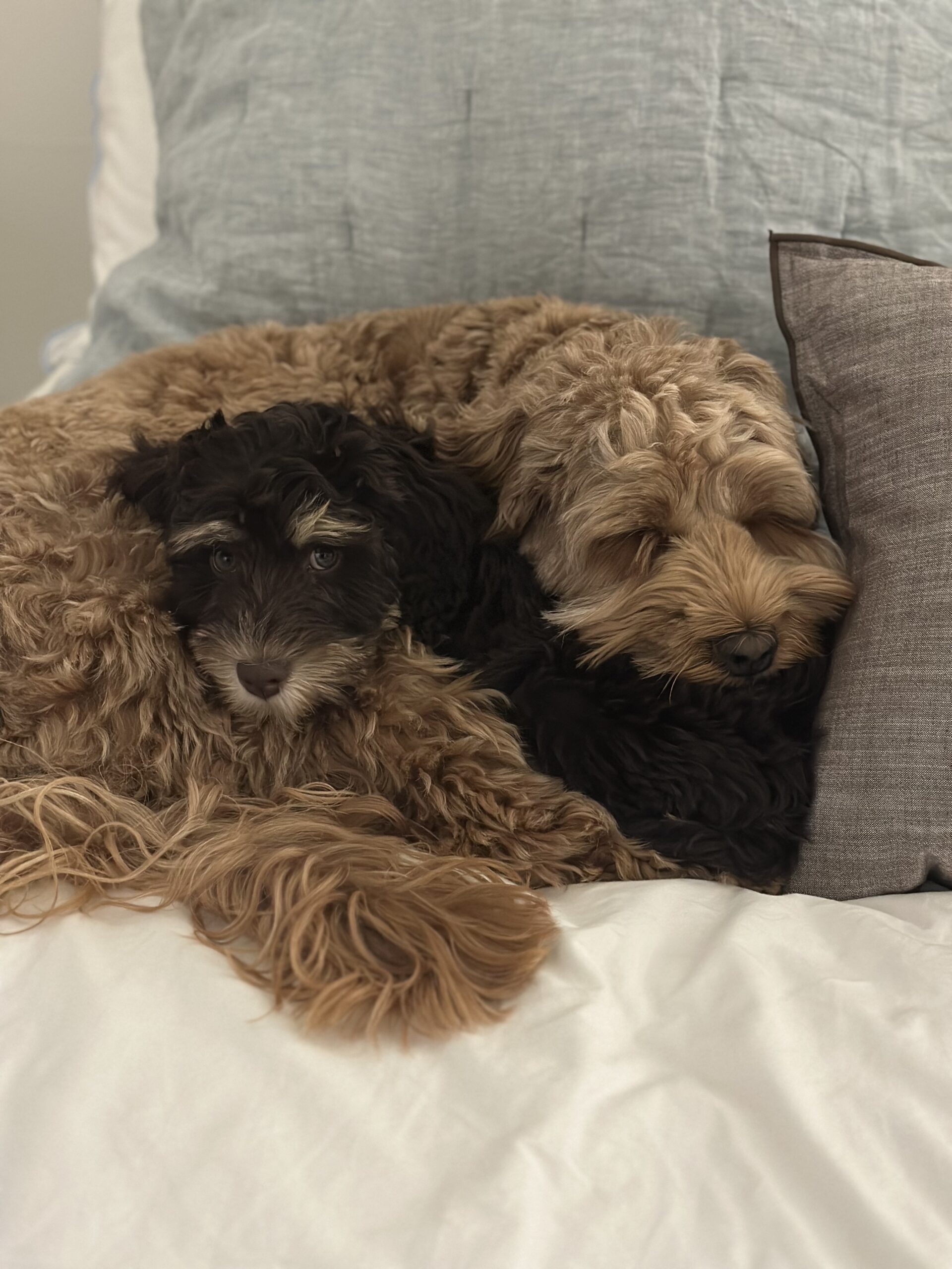Millie: (Pheobe x Jet) and Juniper: (Hattie x Banner)