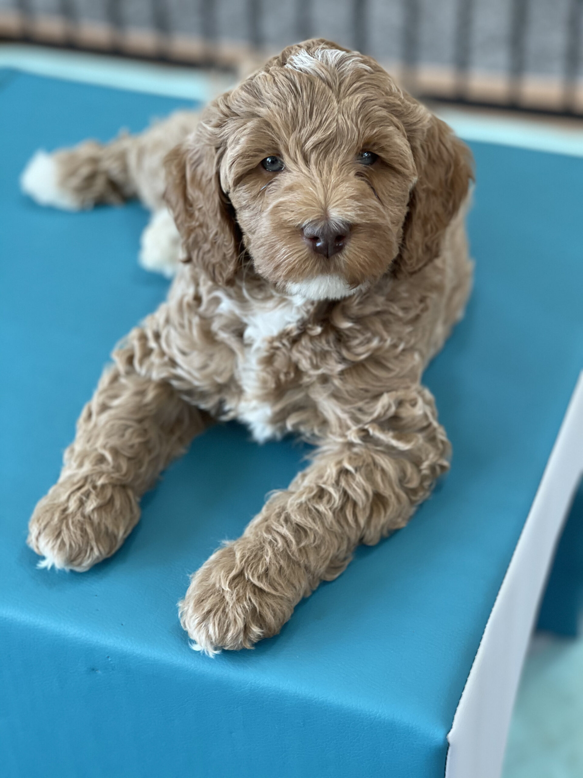 Murphy (Summertime x Hudson)