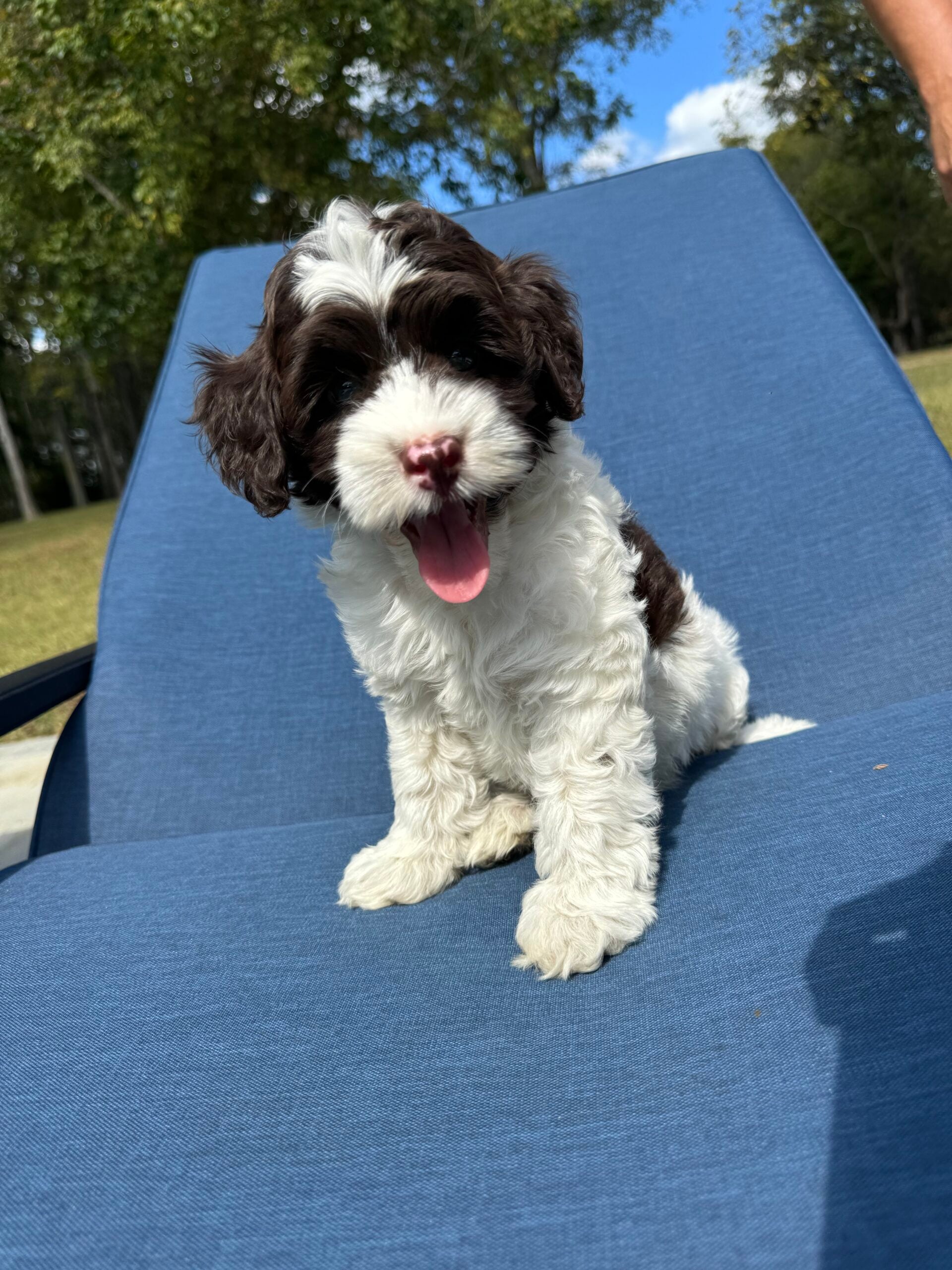 SOLD: "Sally" is sold and is living her Best Life in Hinsdale, IL