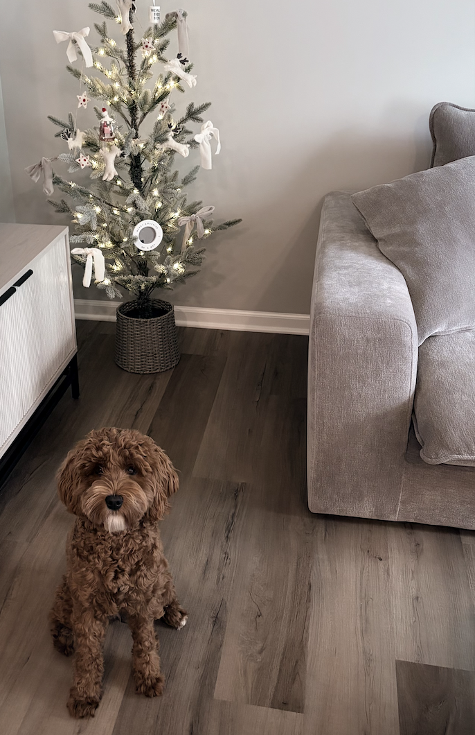 Best family dog