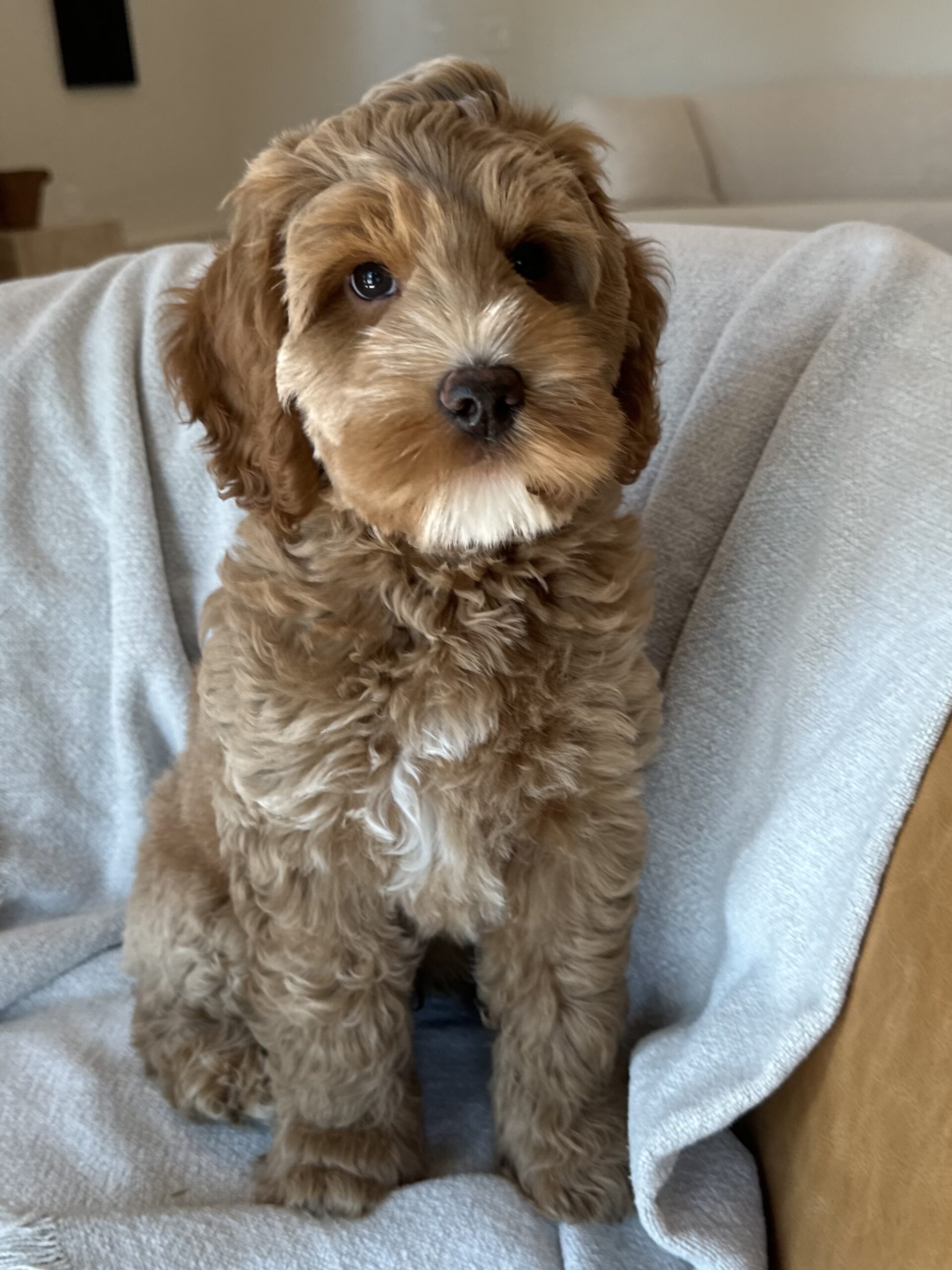 Trained Labradoodle