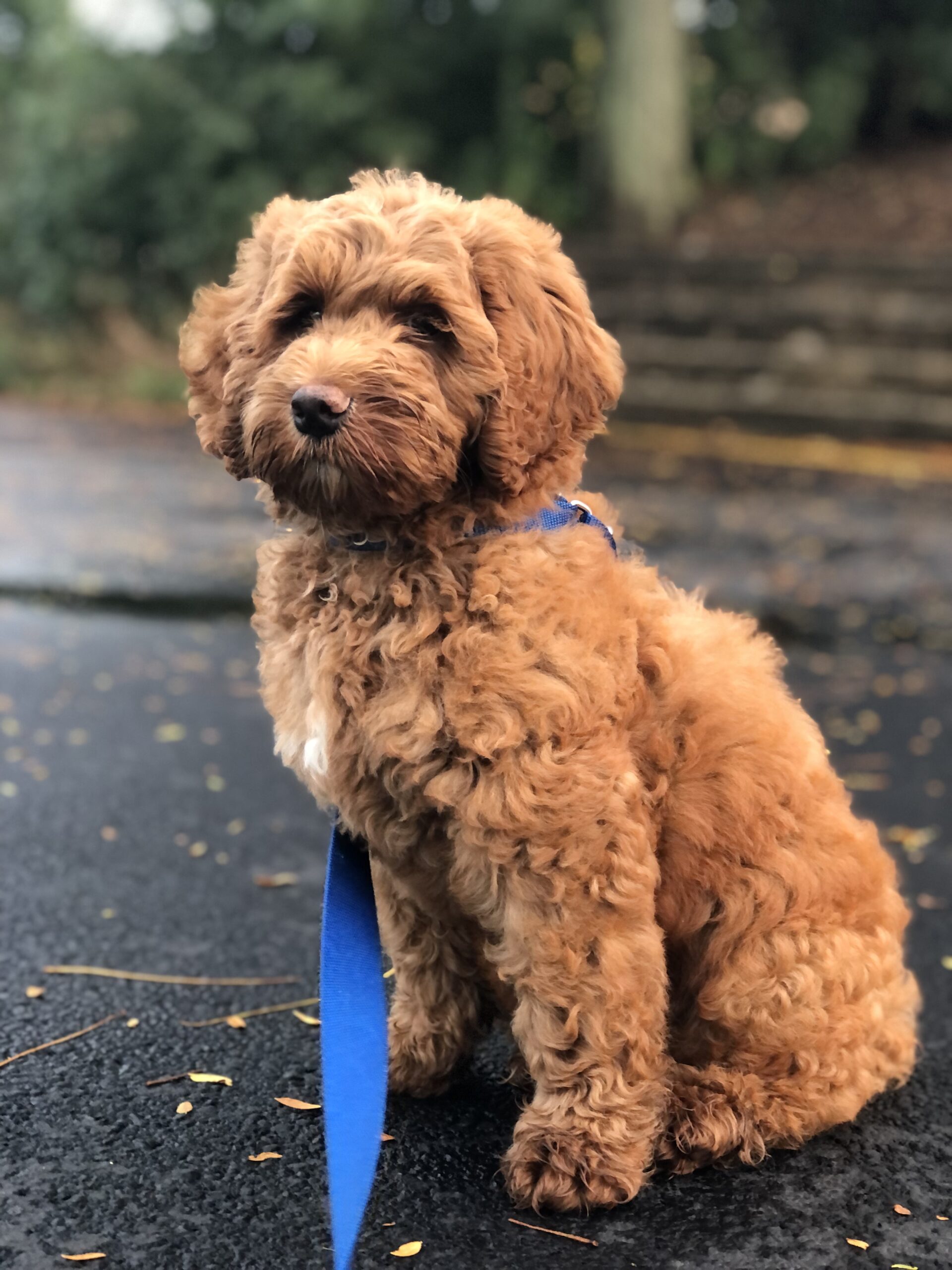 Teddy: (Summertime x Jet)