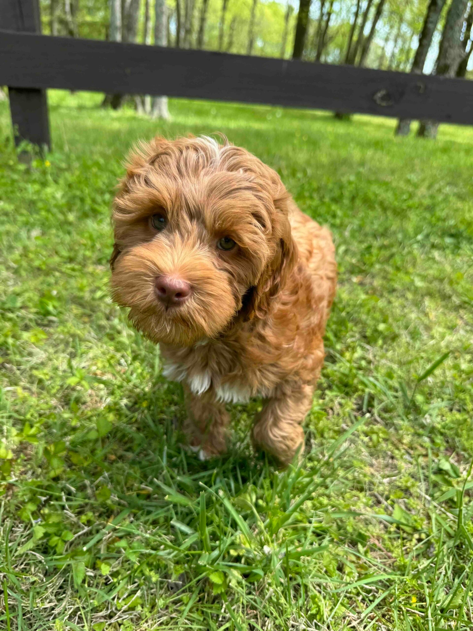Labradoodle for sale