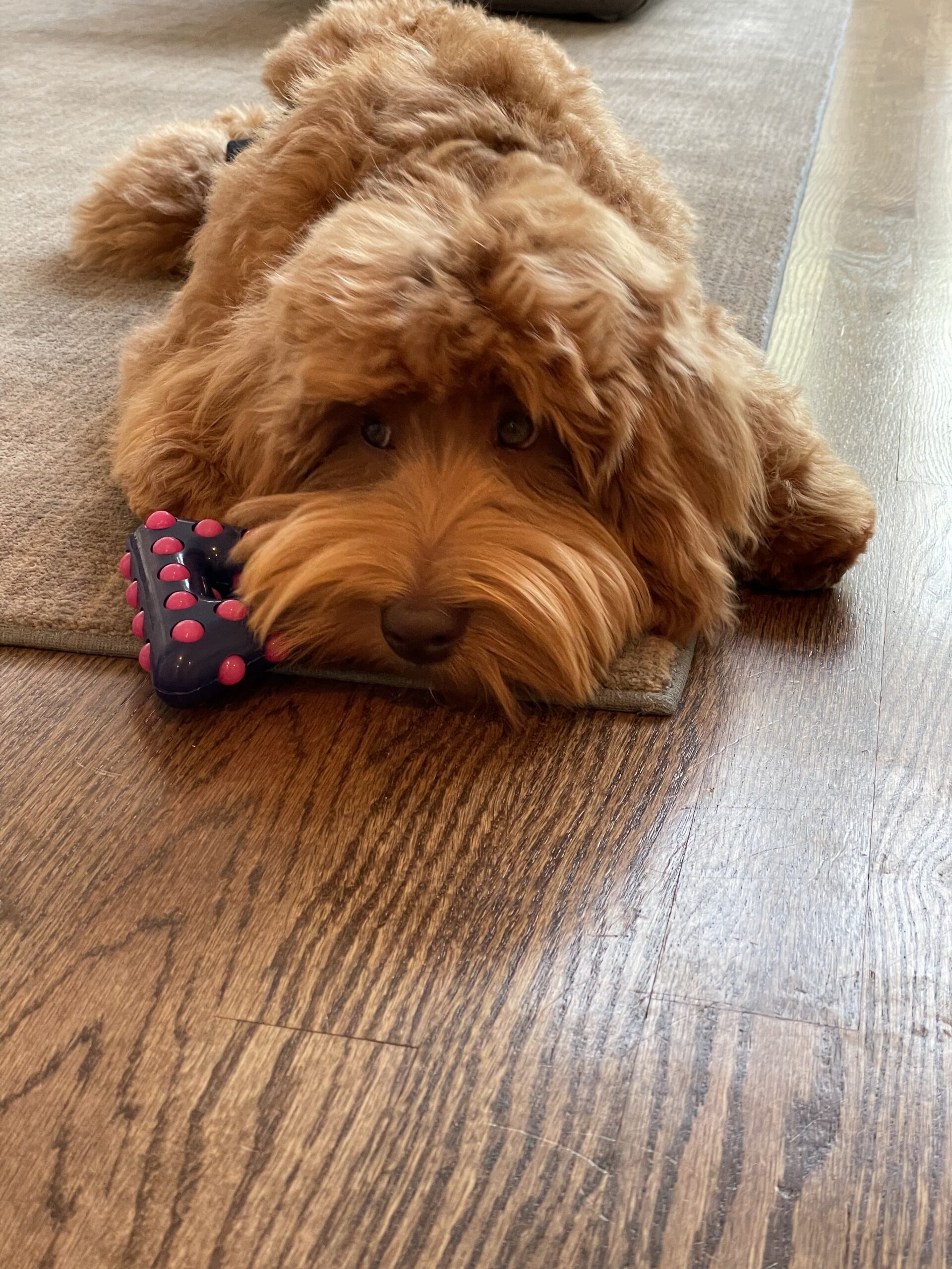 Ziggy: (Summertime x Jet)