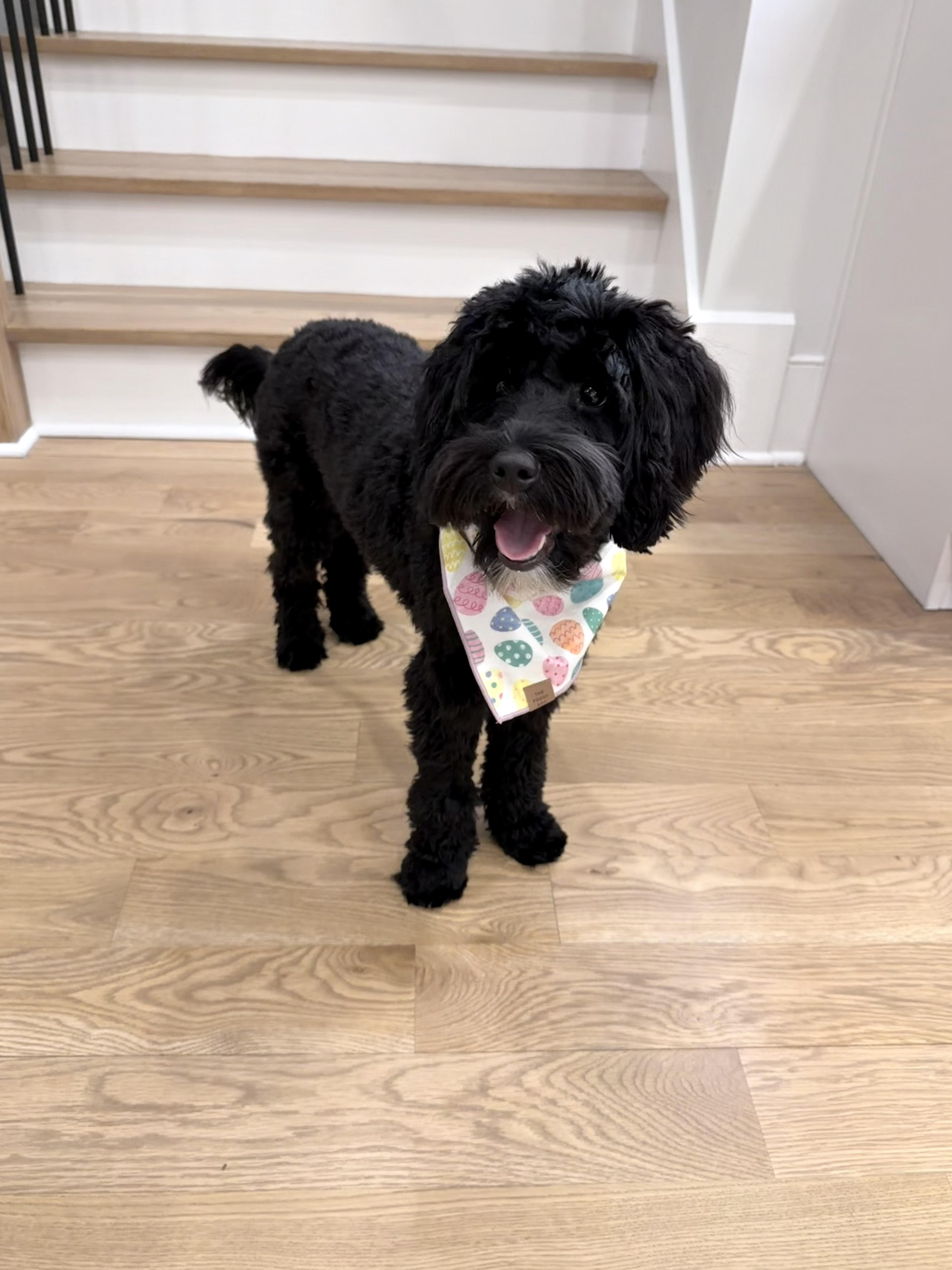 Best family dog